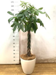 観葉植物 パキラ 10号 ねじり ファイバークレイGray 付き | 観葉植物